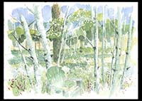 Aspens in the Backyard, watercolor on paper, 9in by 13in, 2008