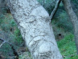 weird face in an oak trunk