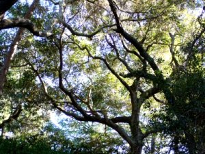 meandering branches in the oaks