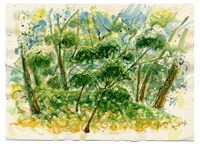 TOPANGA OAKS 6, watercolor on paper, 11.125in by 15.125in, 2008