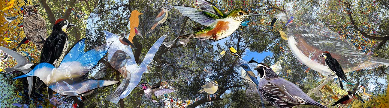 Santa Monica Mountain Birds, digital photo collage, 99x27.75