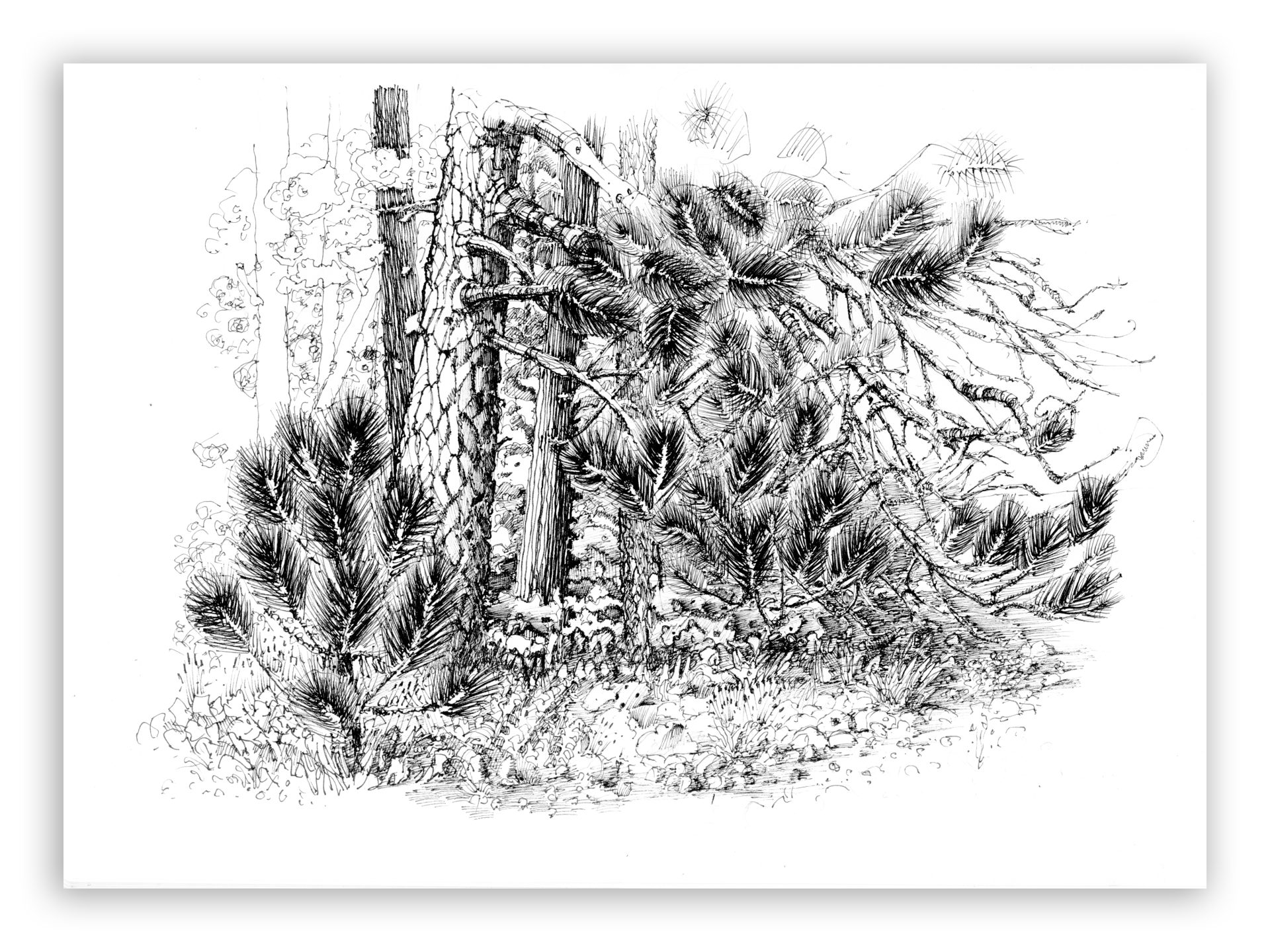 ink drawing of a very large ponderosa