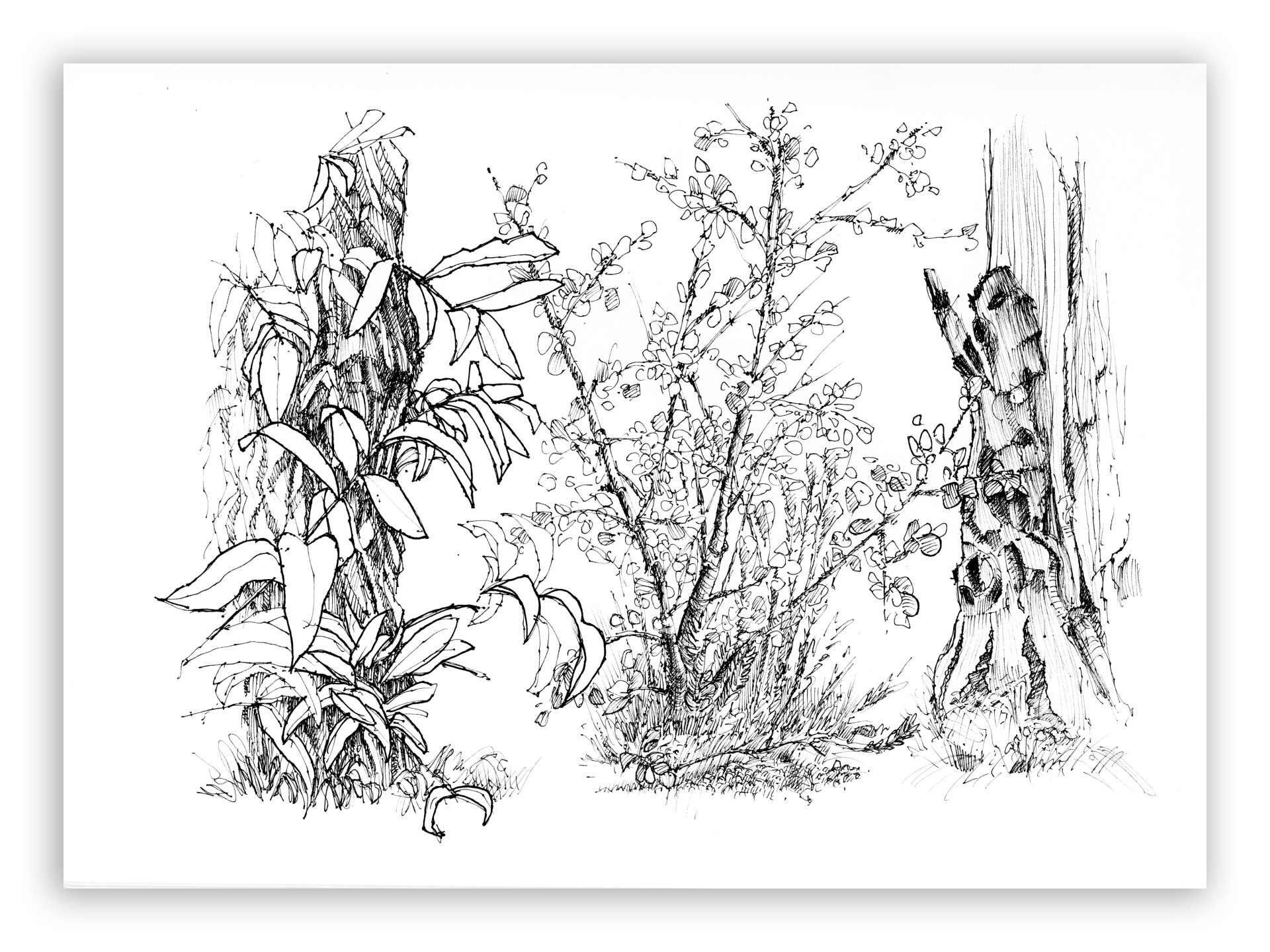 ink drawing of funny looking cottonwoods