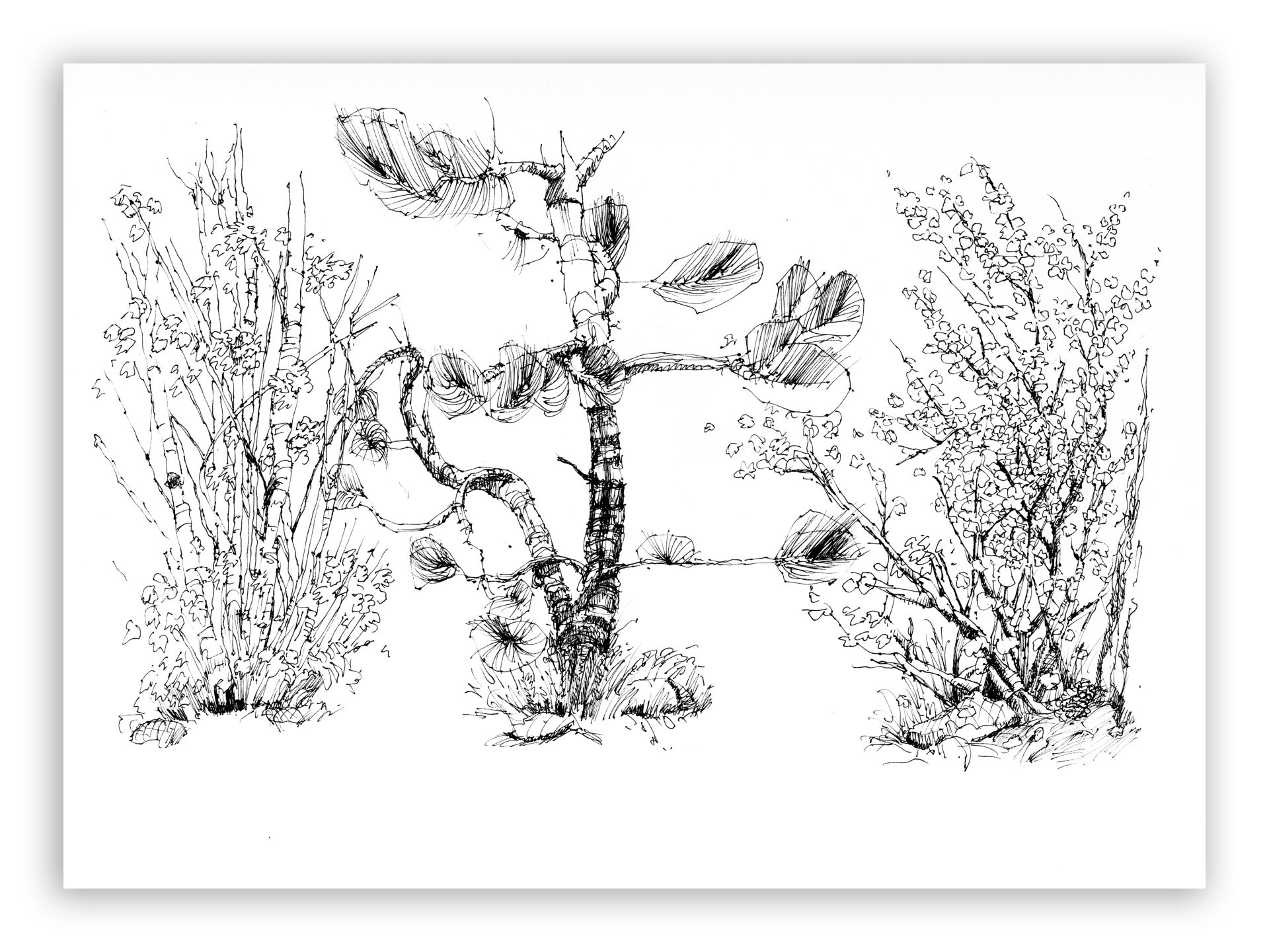 ink drawing of dwarf ponderosa and some other shrubs
