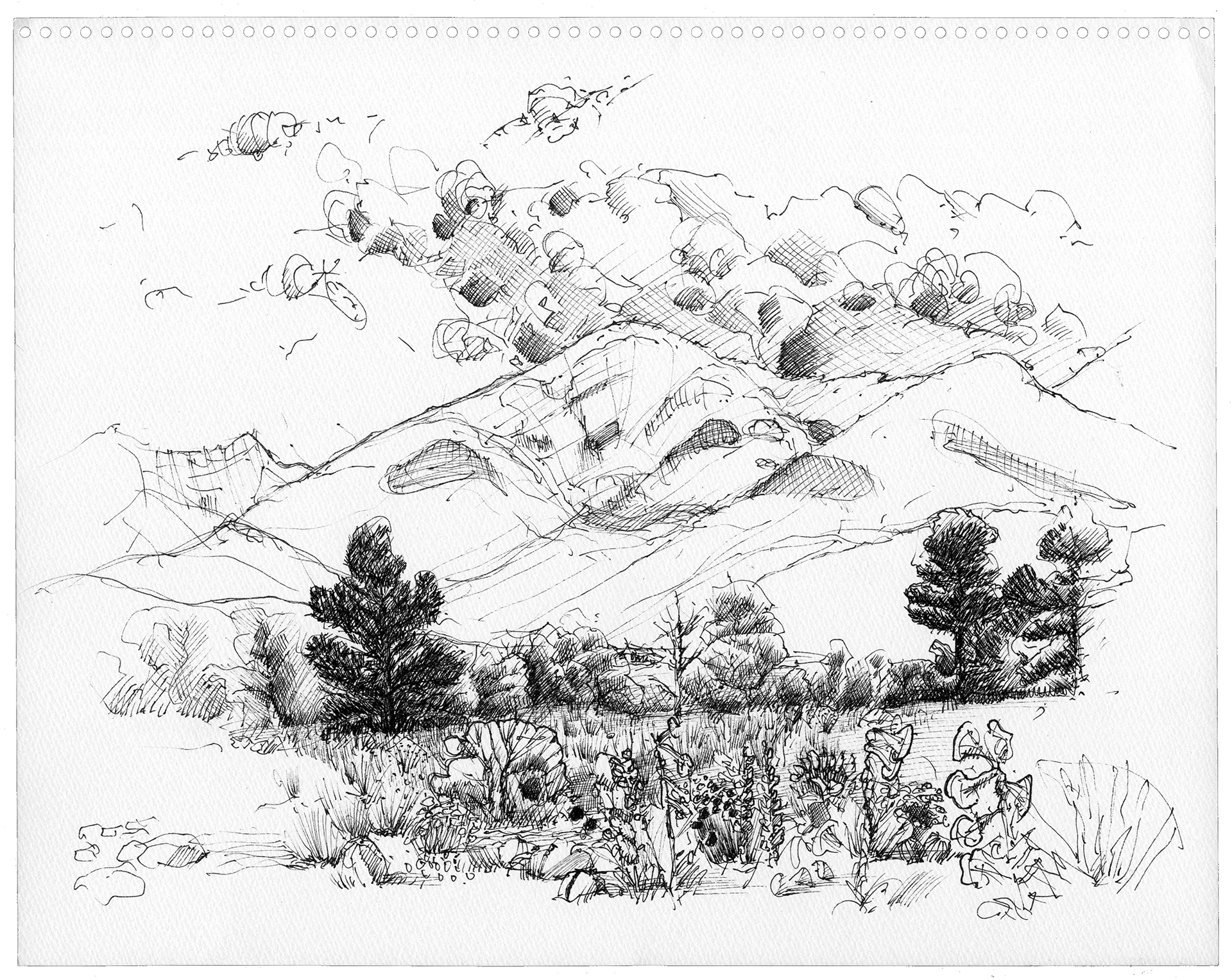 south meadow cottonwoods, ink on paper, 11x14in
